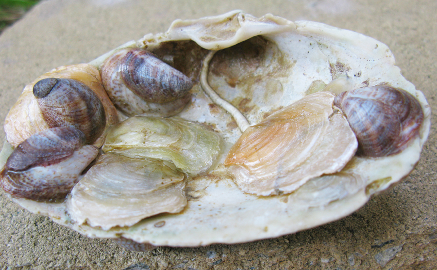 Multiple Anomia on clam shell