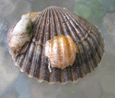 Scallop with jingle shells