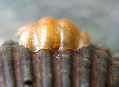 IMG_4091 orange jingle shell adhereing on scallop and assuming rippled structure