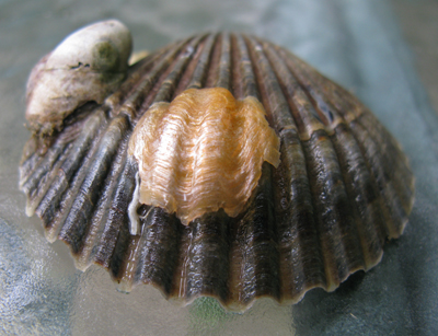 Scallop with jingle shells
