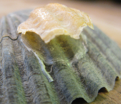 Rippled jingle valves