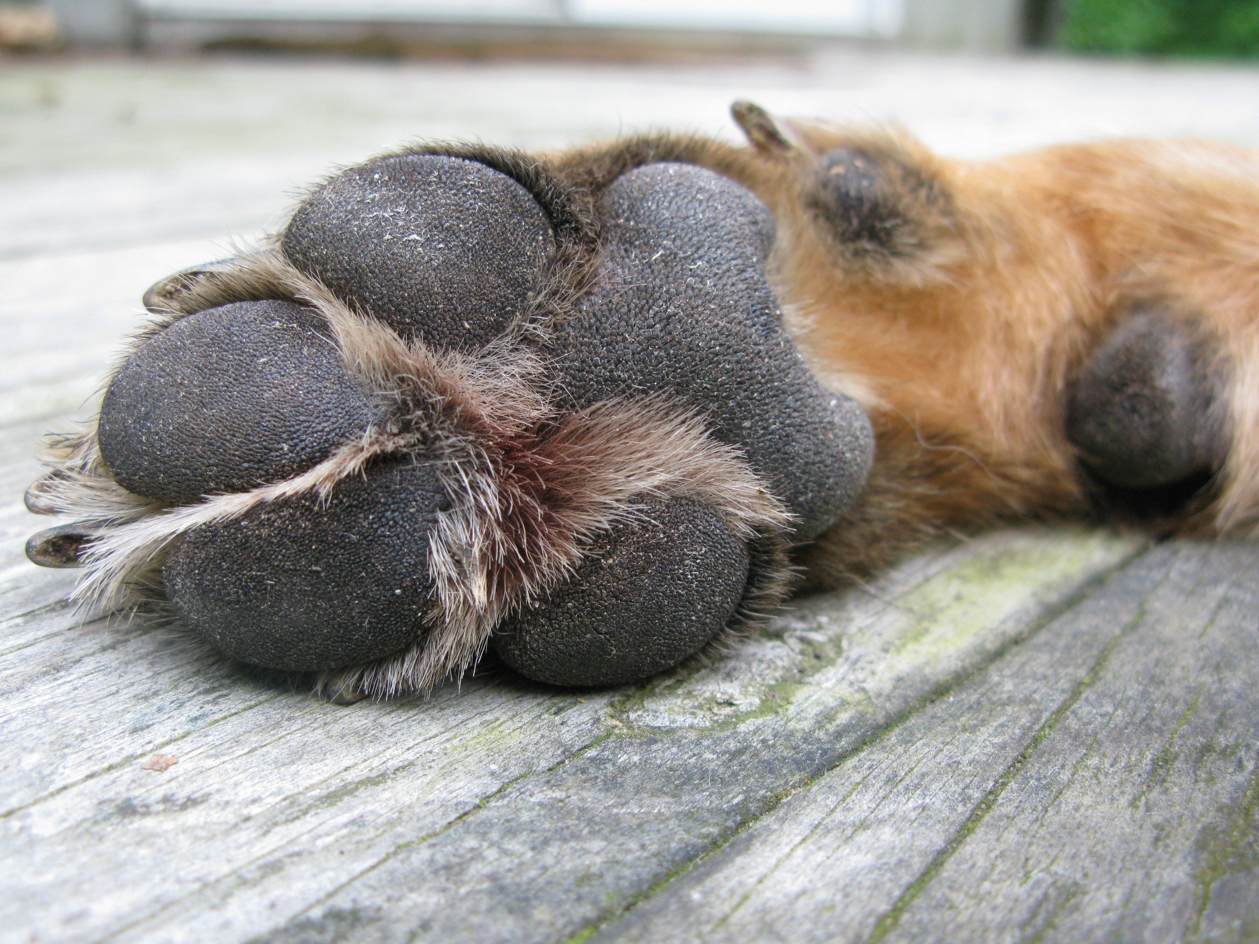 German Shepherd Paw