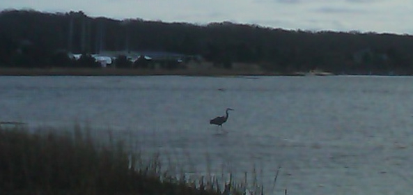 Great Blue Heron