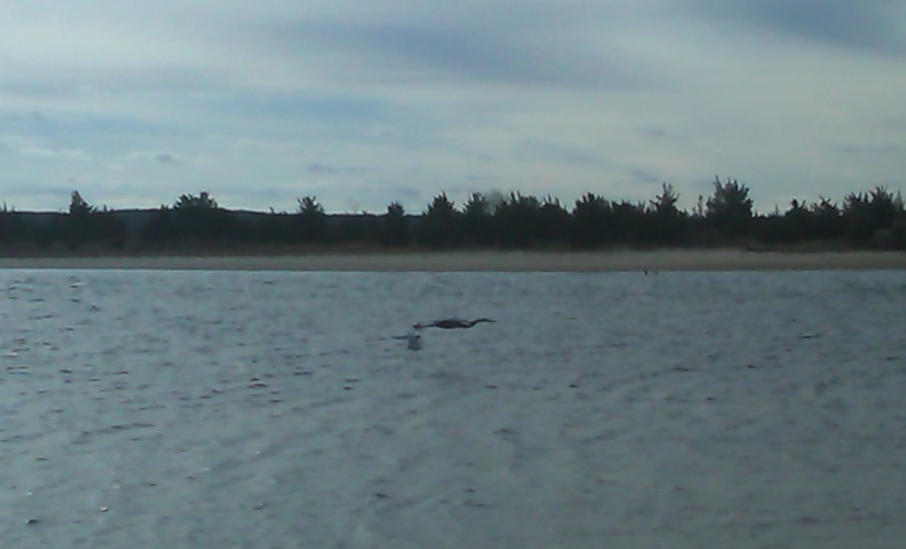 Great Blue Heron in flight