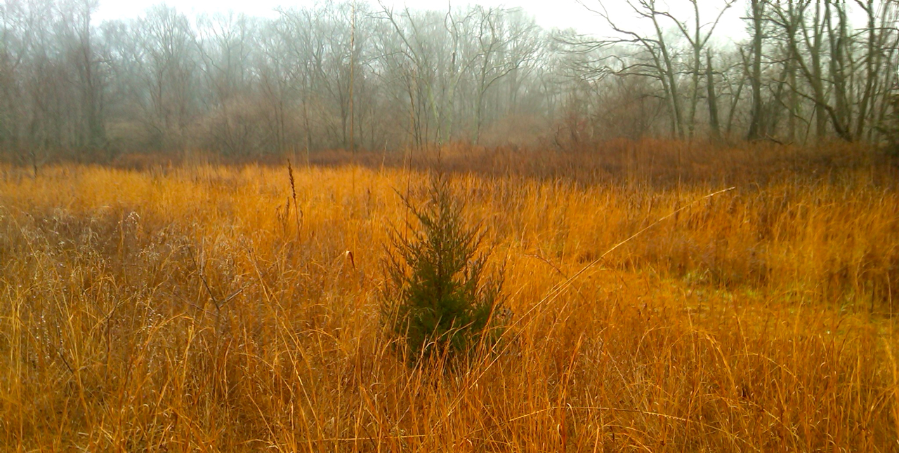 Christmas Tree in the rough