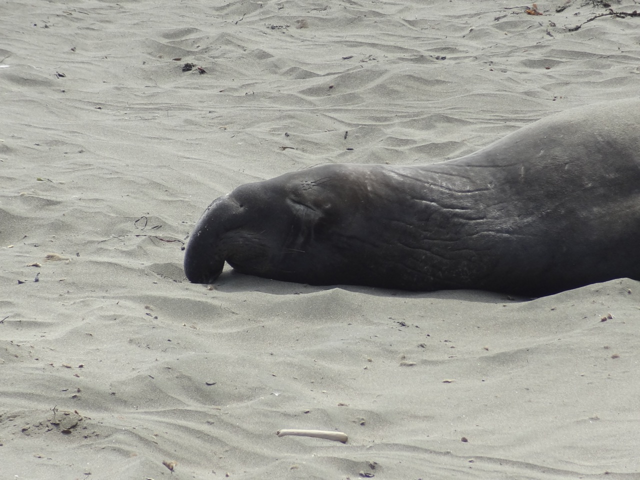 Elephant Seal Big Sur