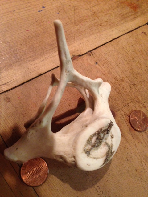Vertebrae close up