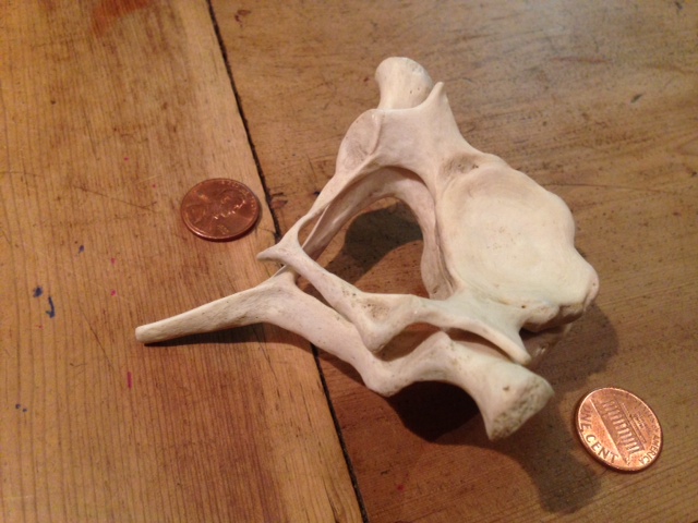 Vertebrae found
