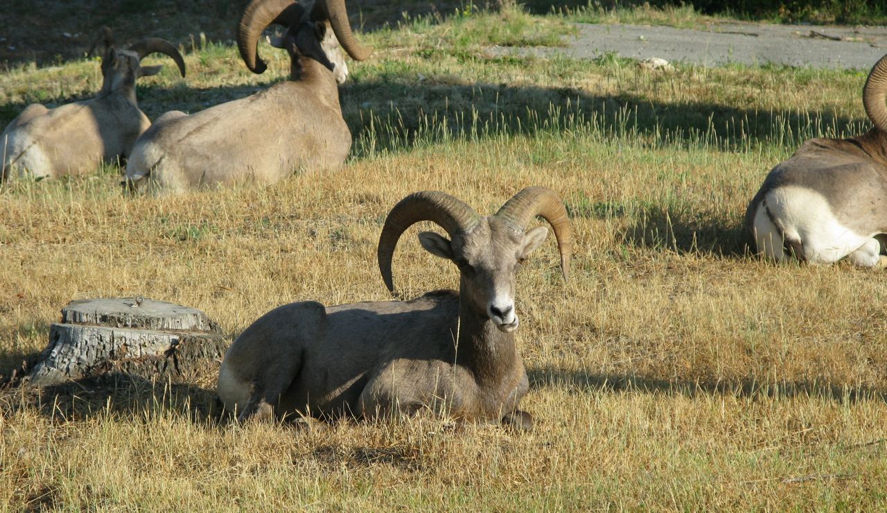 Big Horn sheep
