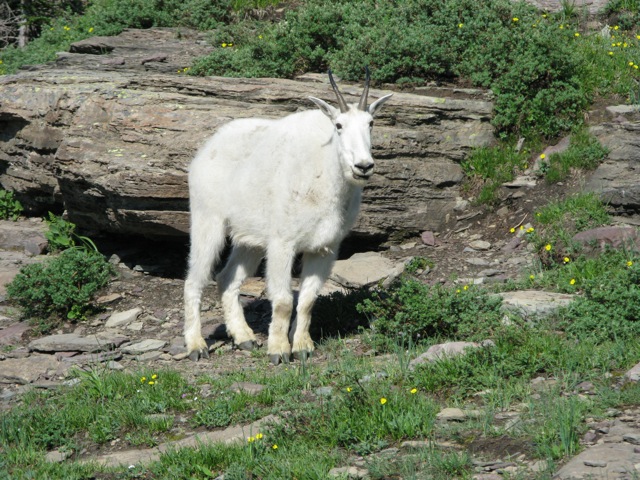 Mountain goat