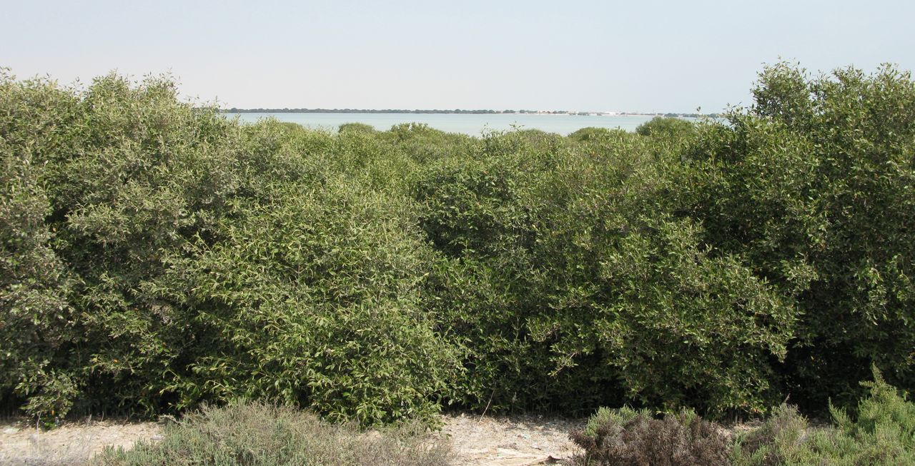 Mangrove forest
