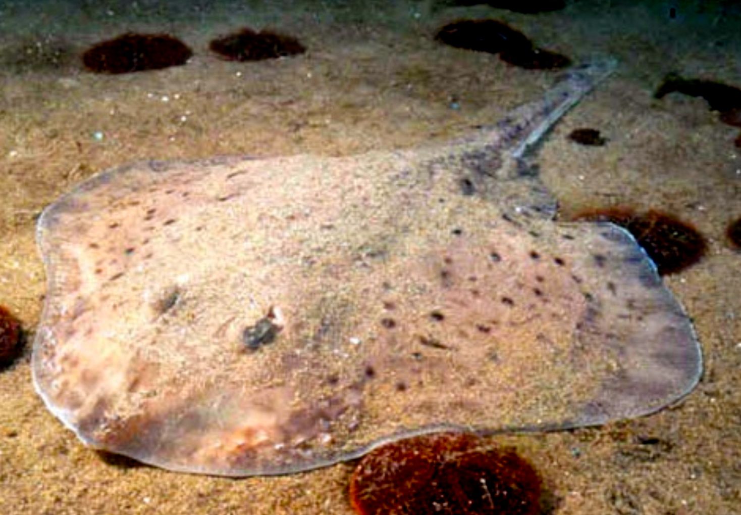 little skate