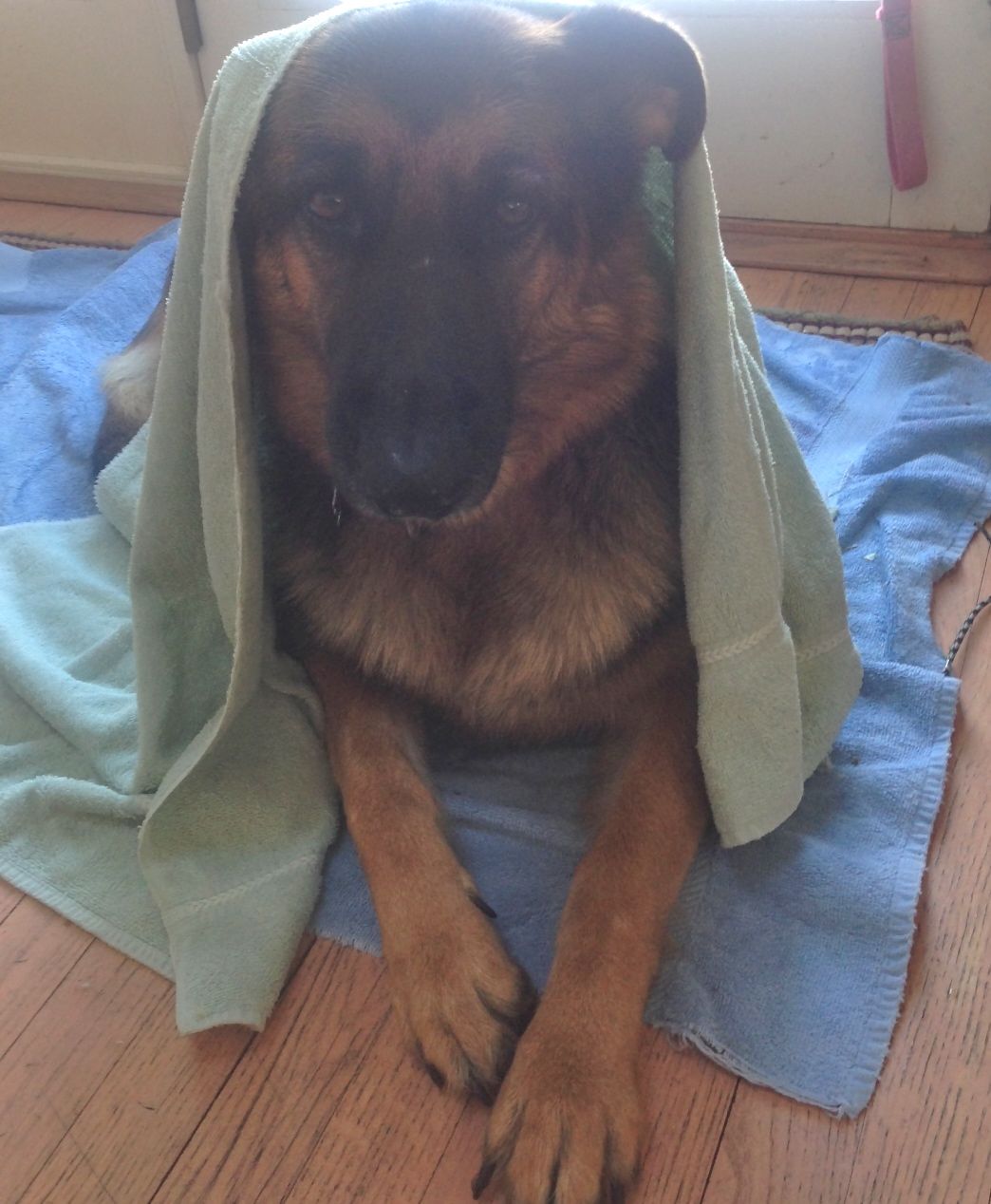 wet dog