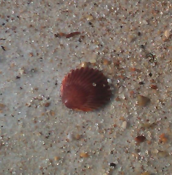 redscallop