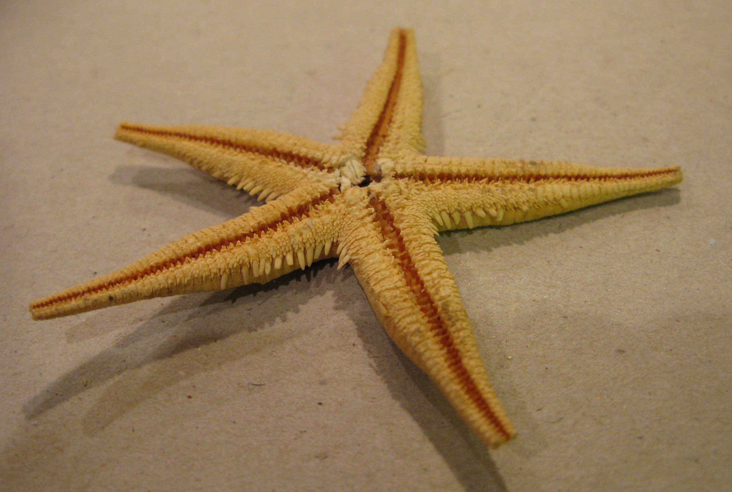 Starfish_9780